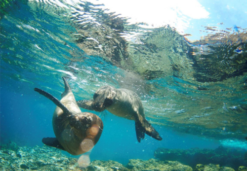 Préservation de la faune marine des îles Galapagos